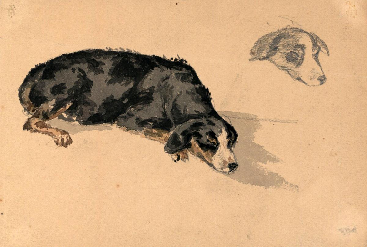 sleeping dog